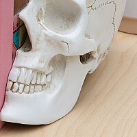 KURUKAFA KİTAP TUTACAĞI - SKULL BOOKENDS - 2